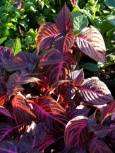 Red Chicken Gizzard, Beefsteak Plant, Bloodleaf, Iresine herbstii 'Brilliantissima'